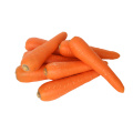 Top Quality Fresh Carrot